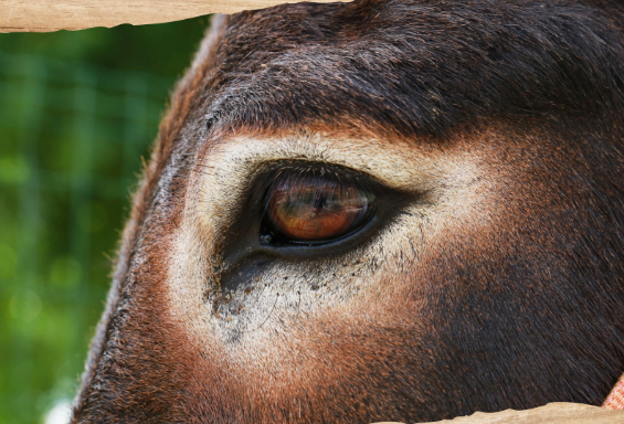 Sono aperte le iscrizioni al Country Camp