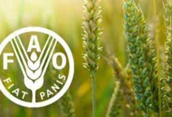 Tirocini retribuiti presso la FAO